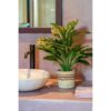 Kunstplant Evergreen Groen - foto 6