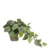 Kunst hangplant Scindapsus Groen - foto 2