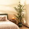 Kunstplant Eucalyptus - foto 5