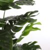 Kunstplant Monstera Groen 70×70×100 cm - foto 3