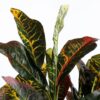 Kunstplant Croton 73 cm foto 2