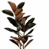 Kunstplant Rubberplant Rood H90 cm - afbeelding 2