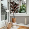 Kunstplant Rubberplant Rood H90 cm - afbeelding 4