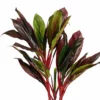Kunstplant cordyline rood – foto 3