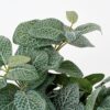 Kunst fittonia hangplant – foto 3
