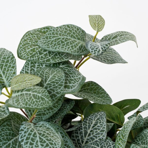Kunst fittonia hangplant – foto 3