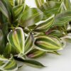 Kunst tradescantia hangplant – foto 3